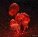 pic for Digital Mushrooms  130x128